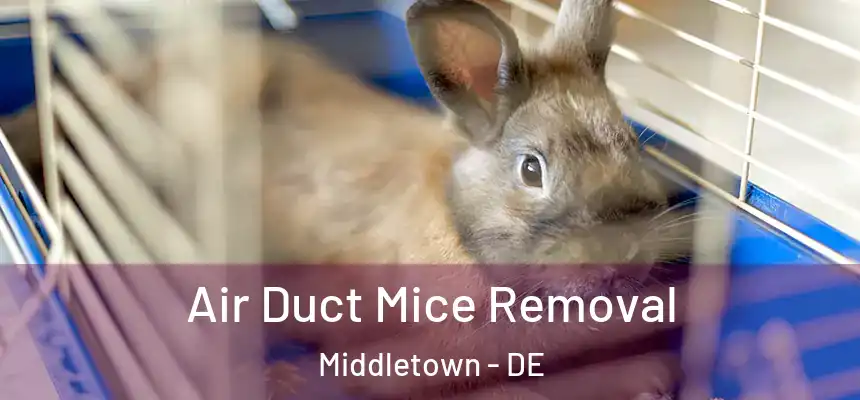  Air Duct Mice Removal Middletown - DE